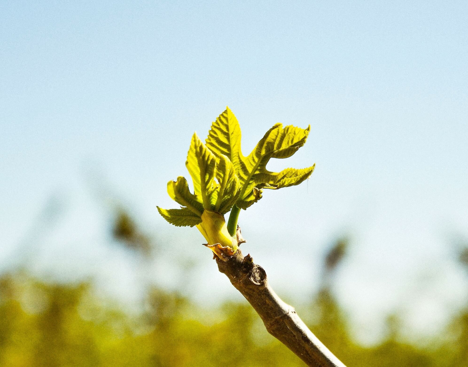 Where in the Old Testament is the Prophecy that Jesus would be a Nazarene?